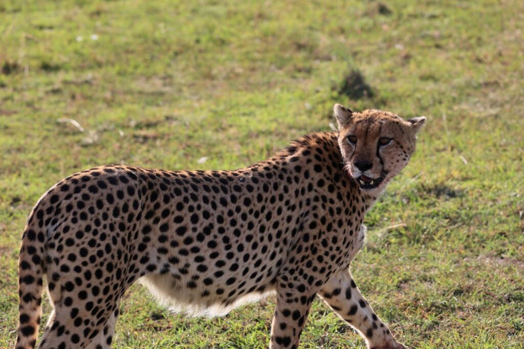 Photograph of a cheetah walking through the grasslands in Narok, Kenya, showcasing its natural elegance.