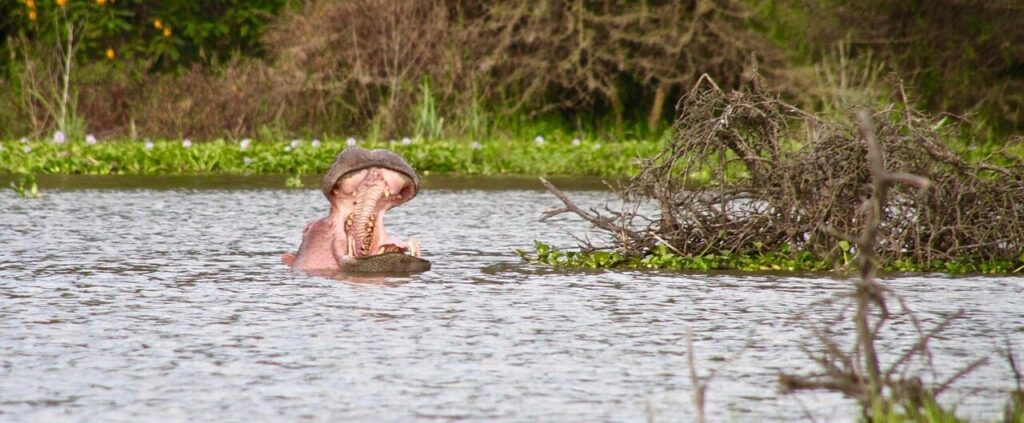 Hippo at Lake Naivasha, Kenya