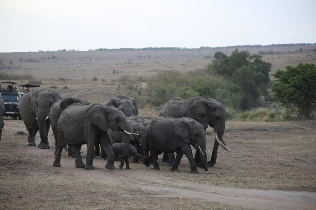 Elephant herd in the Maasai Mara