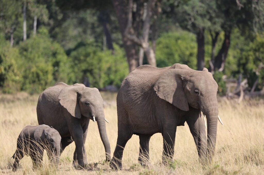Elephant family in the Maasai Mara National Reserve