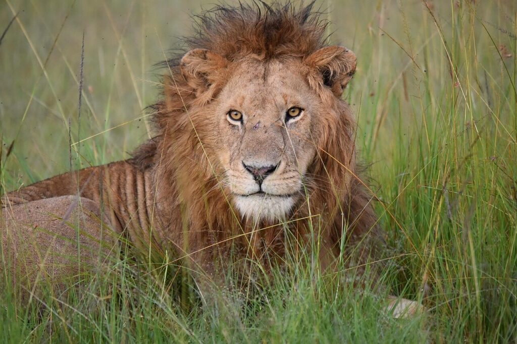 Male lion in the Maasai Mara National Reserve