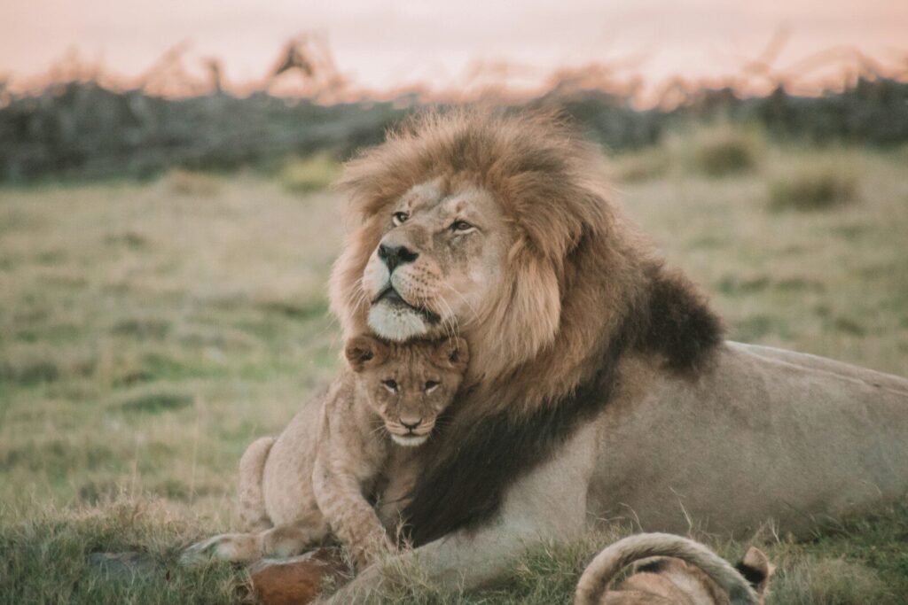 Lion resting in the grass in Amboseli National Park