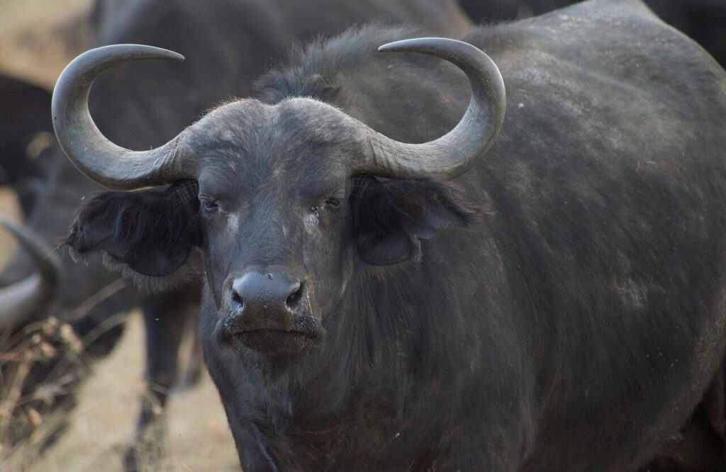 Cape buffalo in the Maasai Mara