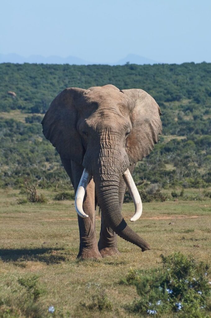 Elephant in Amboseli National Park, Kenya