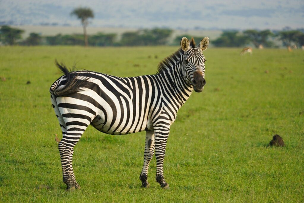 Zebra grazing in Amboseli National Park