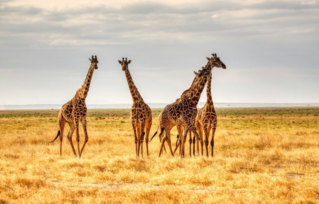 Giraffes on the grassland of Amboseli National Park