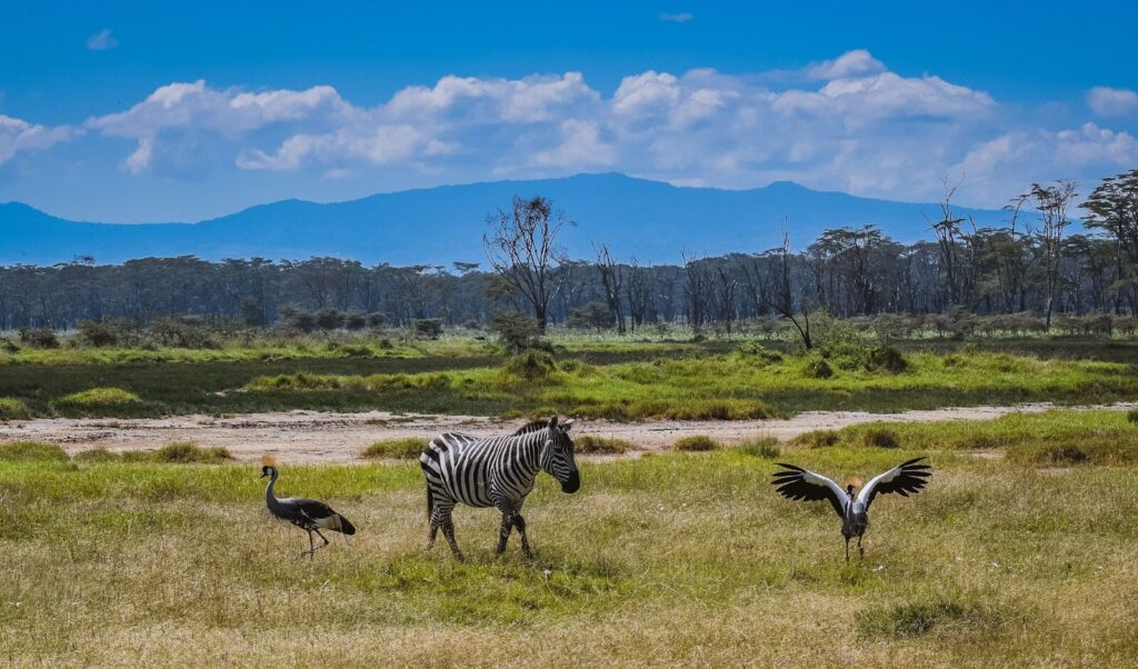 zebra on green grass field during daytime